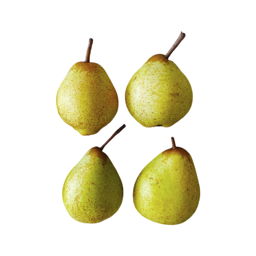 rectus femaur - Image 2